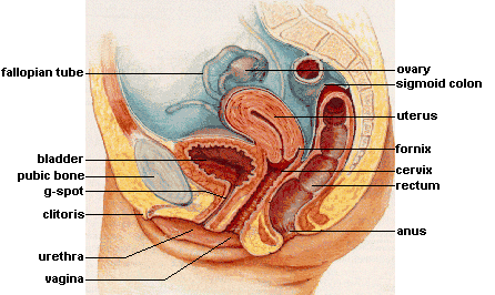 lateral view of female reproductive system