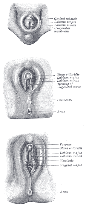 the development of female external genitalia