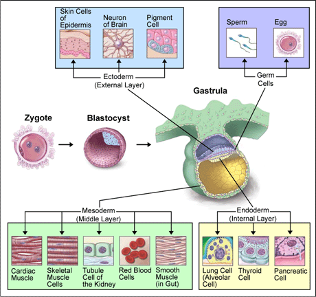 embryo development